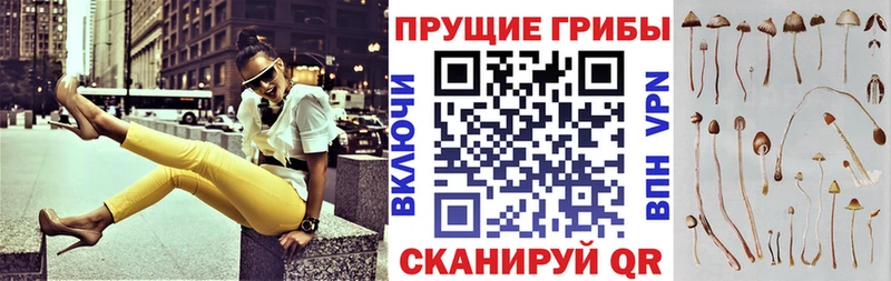 МЕГА ССЫЛКА  Покачи  Галлюциногенные грибы Cubensis 